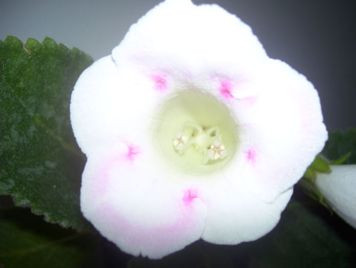  - gloxinia 2014
