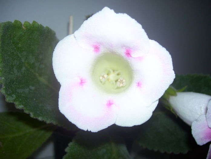  - gloxinia 2014