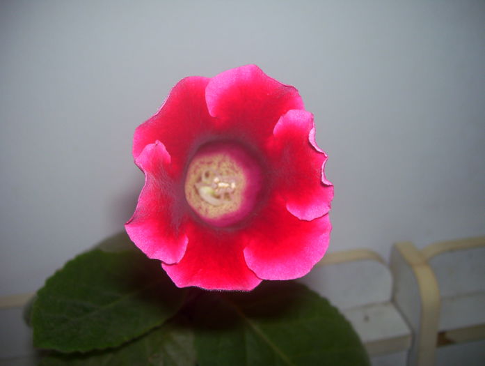  - gloxinia 2014
