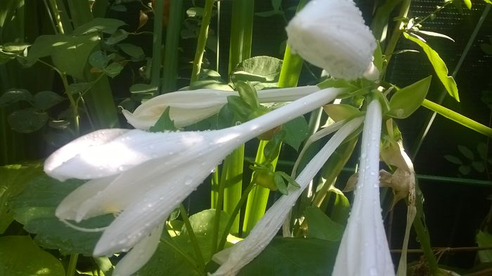 Hosta - GRADINA MEA DE VIS