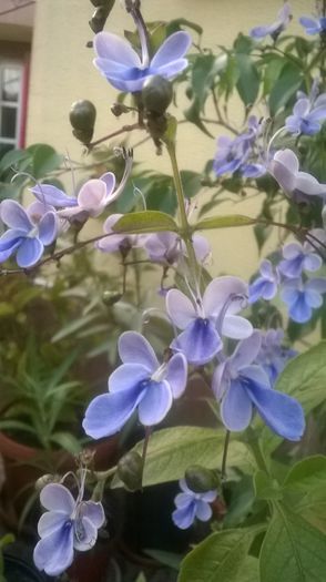 Clerodendron; Roi de fluturasi in gradina mea.
