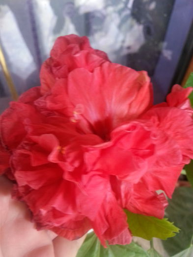 20140907_131210 - Hibiscus