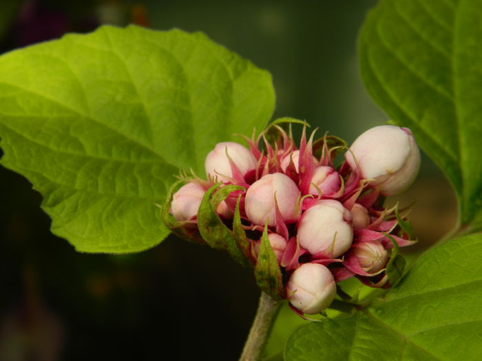 DSCN8252 - CLERODENDRUM PHILIPPINUM