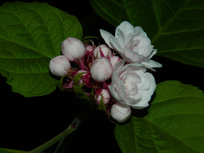 DSCN8417 - CLERODENDRUM PHILIPPINUM