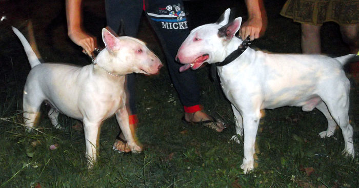 2 ani - BULLTERRIER mascul pentru monta