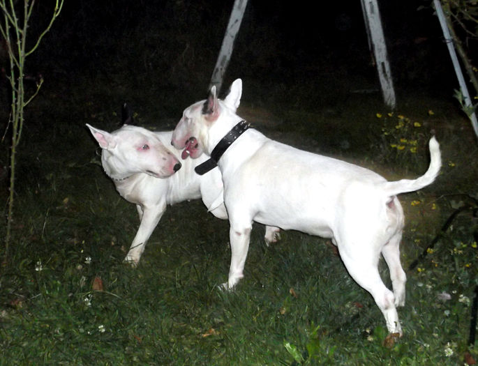 2 ani - BULLTERRIER mascul pentru monta