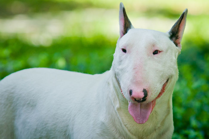 2 ani - BULLTERRIER mascul pentru monta