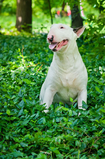 2 ani - BULLTERRIER mascul pentru monta