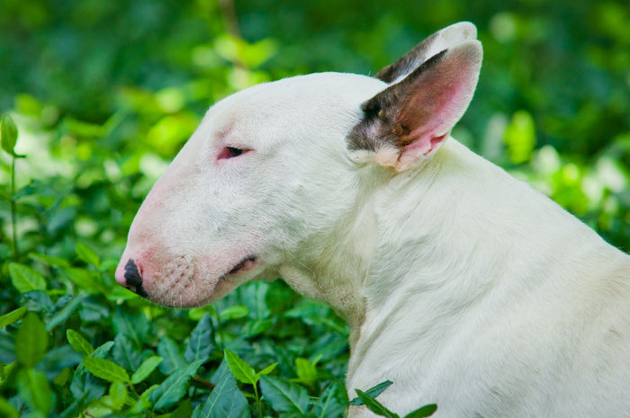 2 ani - BULLTERRIER mascul pentru monta