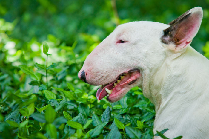 2 ani - BULLTERRIER mascul pentru monta