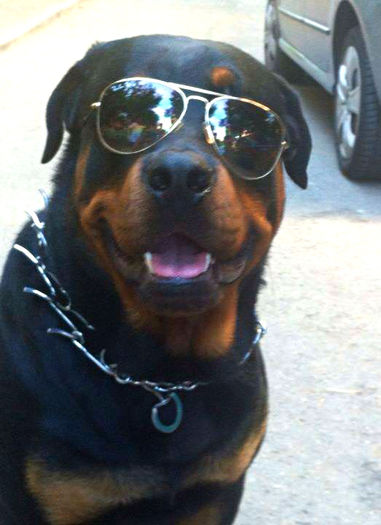  - ROTTWEILER mascul pt monta