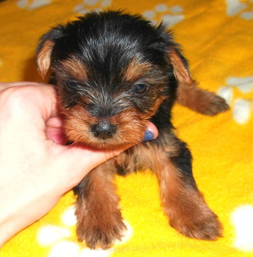  - Yorkshire Terrier de vanzare - VANDUTI