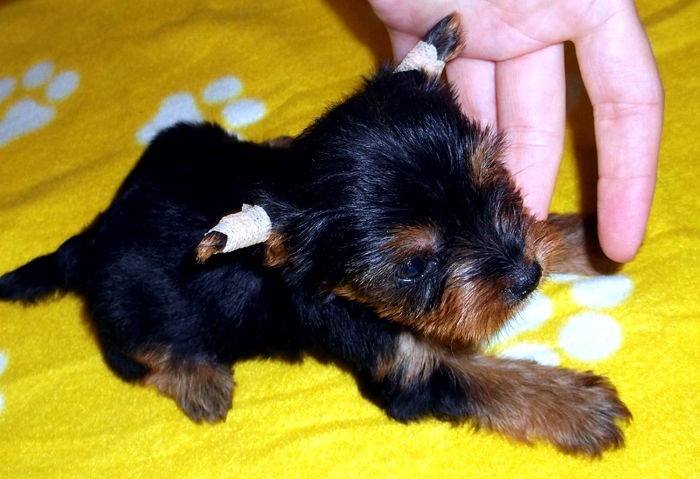  - Yorkshire Terrier de vanzare - VANDUTI