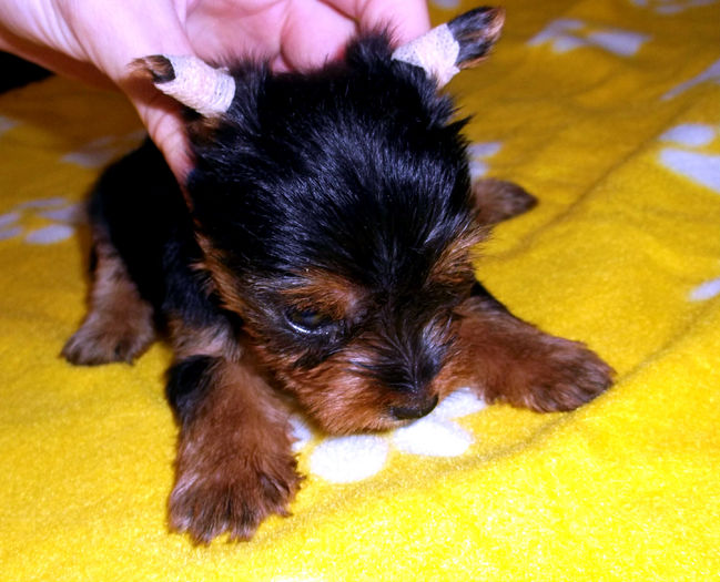  - Yorkshire Terrier de vanzare - VANDUTI