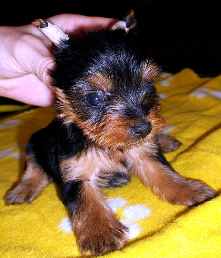  - Yorkshire Terrier de vanzare - VANDUTI