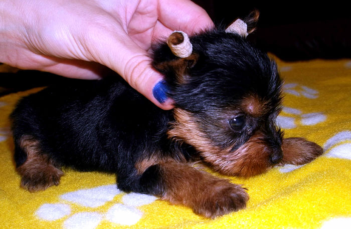  - Yorkshire Terrier de vanzare - VANDUTI