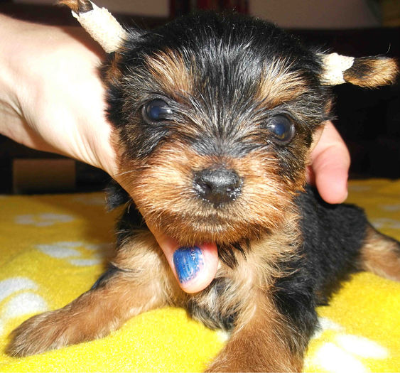  - Yorkshire Terrier de vanzare - VANDUTI