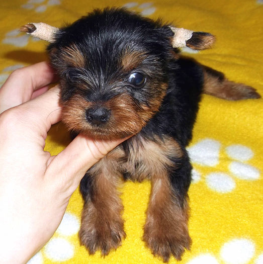  - Yorkshire Terrier de vanzare - VANDUTI