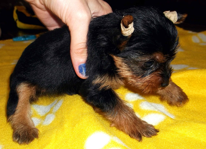  - Yorkshire Terrier de vanzare - VANDUTI