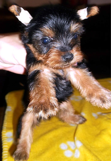  - Yorkshire Terrier de vanzare - VANDUTI