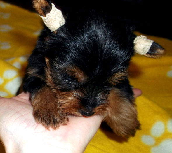  - Yorkshire Terrier de vanzare - VANDUTI