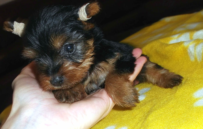  - Yorkshire Terrier de vanzare - VANDUTI