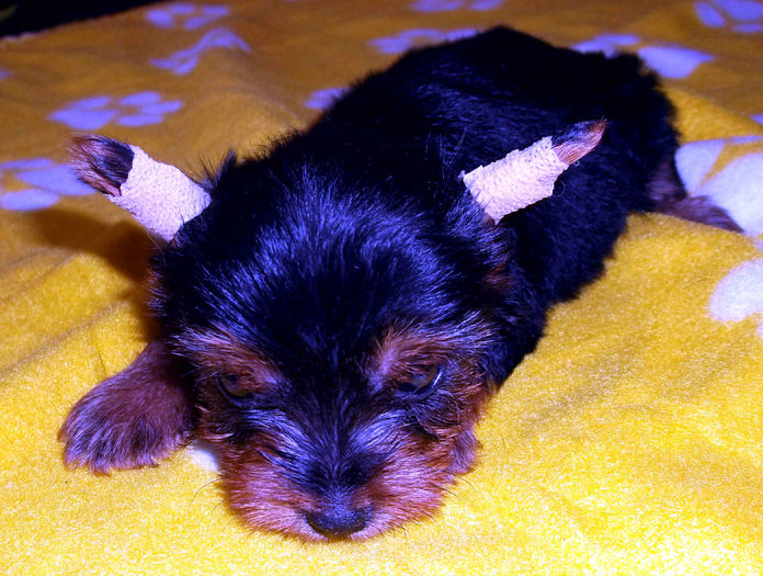  - Yorkshire Terrier de vanzare - VANDUTI