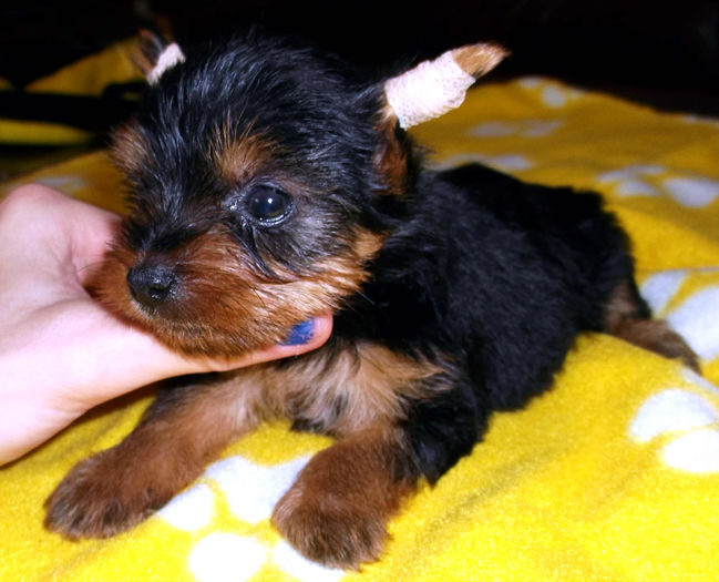  - Yorkshire Terrier de vanzare - VANDUTI