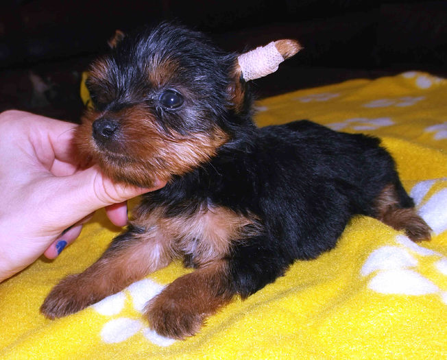  - Yorkshire Terrier de vanzare - VANDUTI