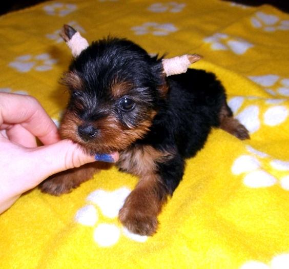  - Yorkshire Terrier de vanzare - VANDUTI