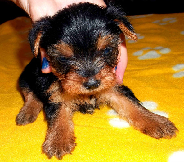  - Yorkshire Terrier de vanzare - VANDUTI