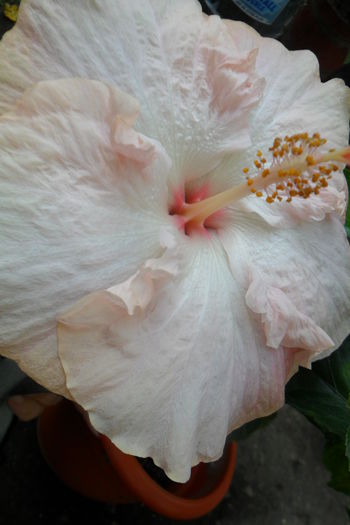 Picture 582 - hibiscusi 2014-2