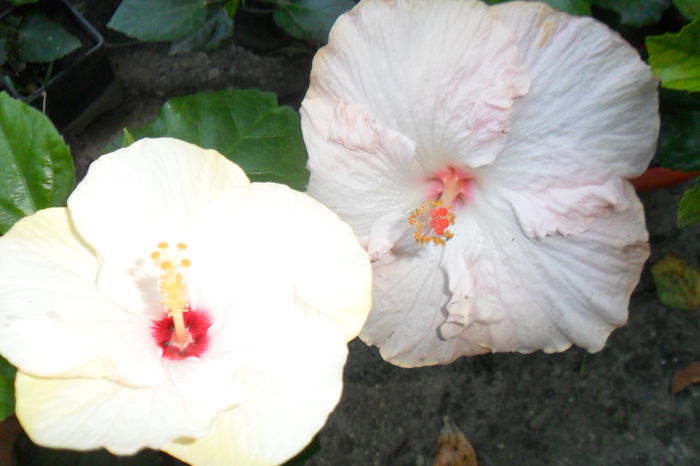 saint -tropezz si gina marie