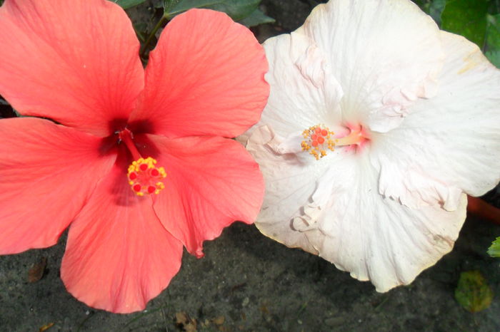 corai s. si gina marie