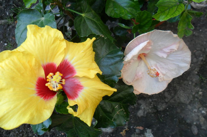 boreas yelow si gina marie - hibiscusi 2014-2