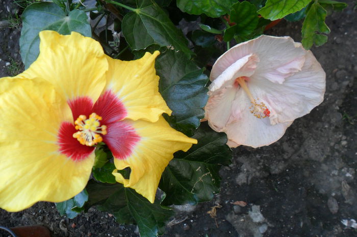 gina marie -a treia zi