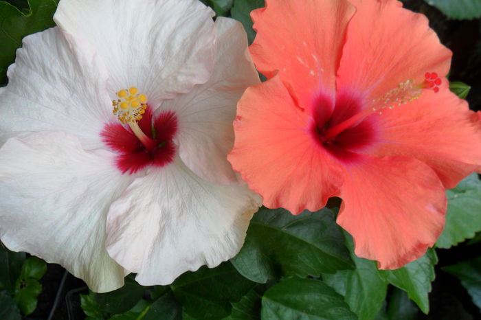 adonicus pearl si orange