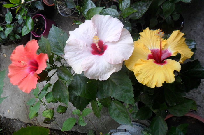 Picture 652 - hibiscusi 2014-2