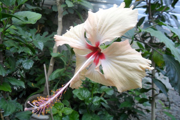 Picture 658 - hibiscusi 2014-2