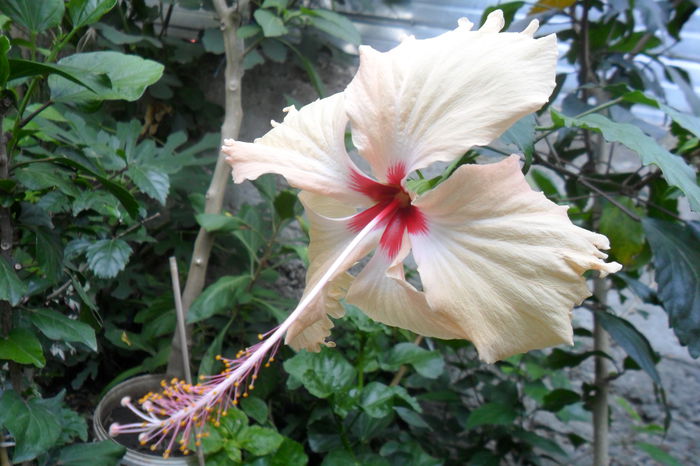 Picture 659 - hibiscusi 2014-2