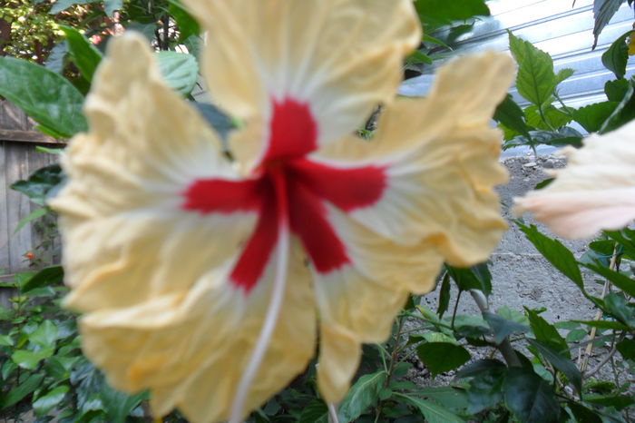 sylvia g. - hibiscusi 2014-2