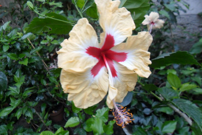 Picture 672 - hibiscusi 2014-2