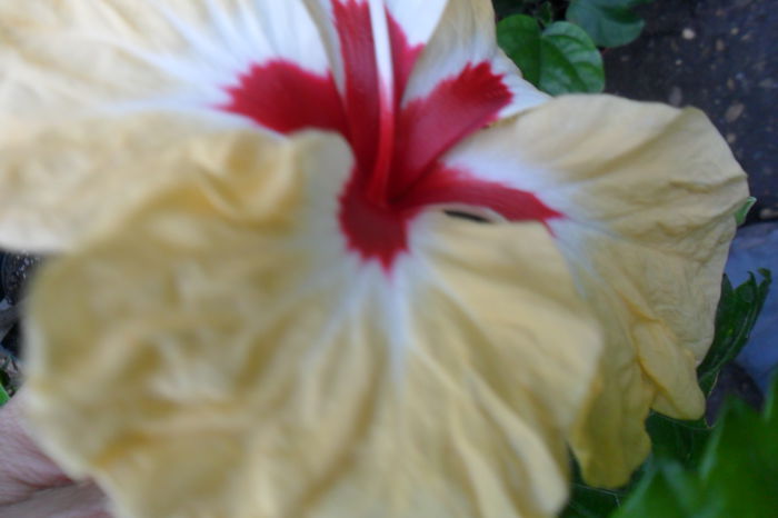 Picture 673 - hibiscusi 2014-2