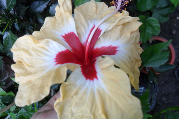 Picture 674 - hibiscusi 2014-2