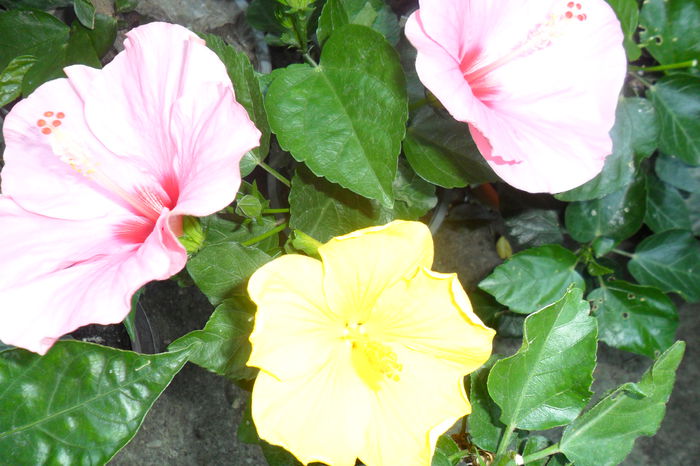 Picture 628 - hibiscusi 2014-2