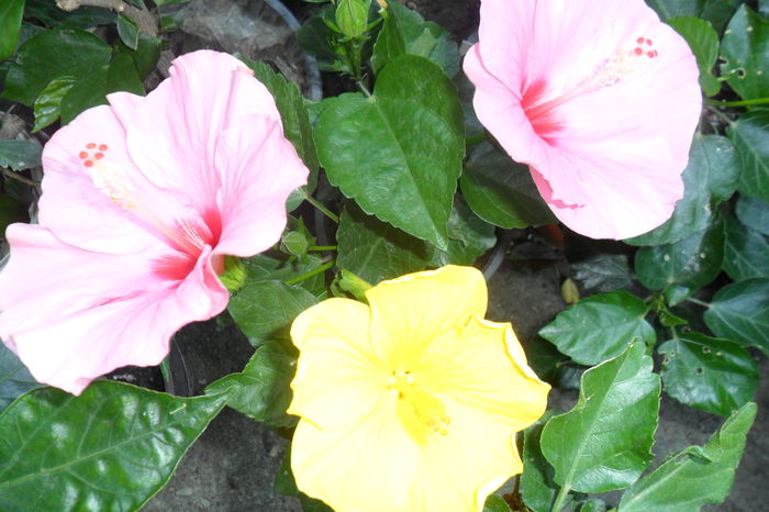 Picture 629 - hibiscusi 2014-2