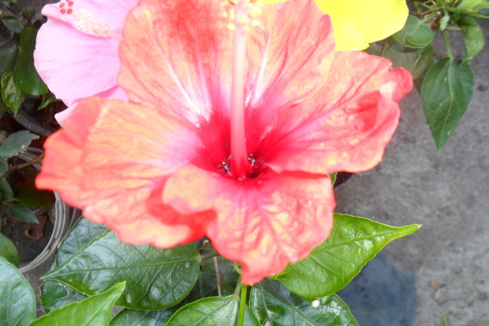 Picture 630 - hibiscusi 2014-2