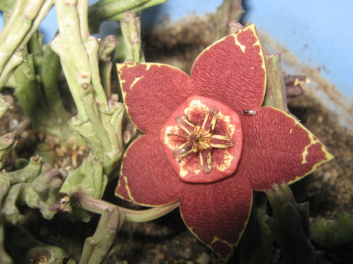 Stapelia