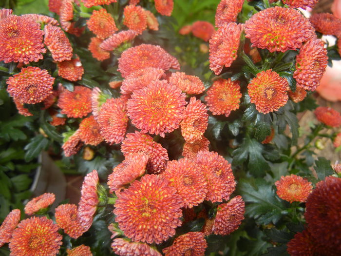 Chrysanth Bellissima (2014, June 18) - Chrysanth Bellissima