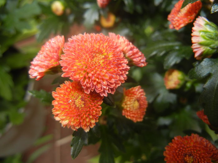 Chrysanth Bellissima (2014, June 18) - Chrysanth Bellissima